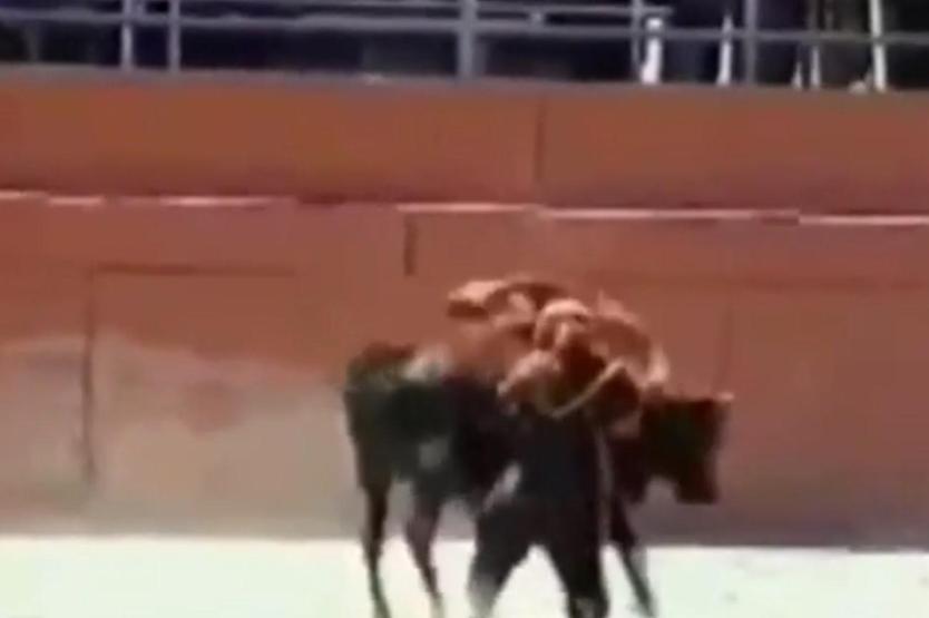 Çılgına dönen boğa matadora saldırdı