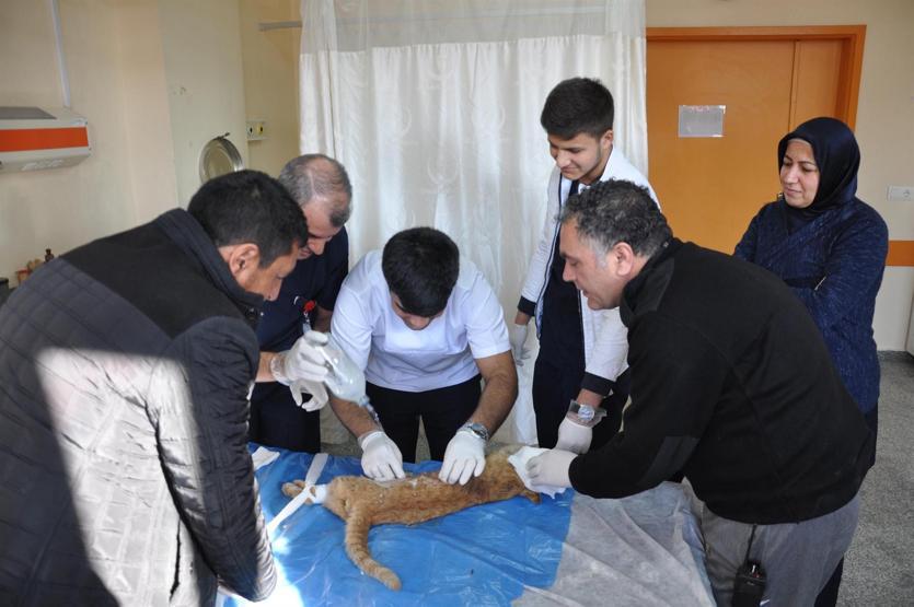 Yaralı kediye yardım seferberliği