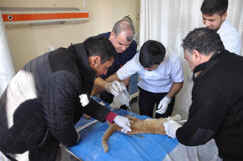 Yaralı kediye yardım seferberliği