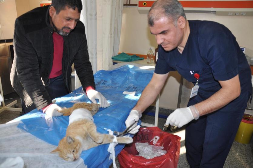 Yaralı kediye yardım seferberliği