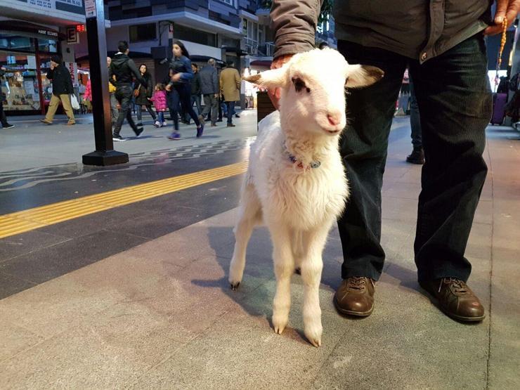Kuzunun arkasına bez bağlayıp gezdirdi