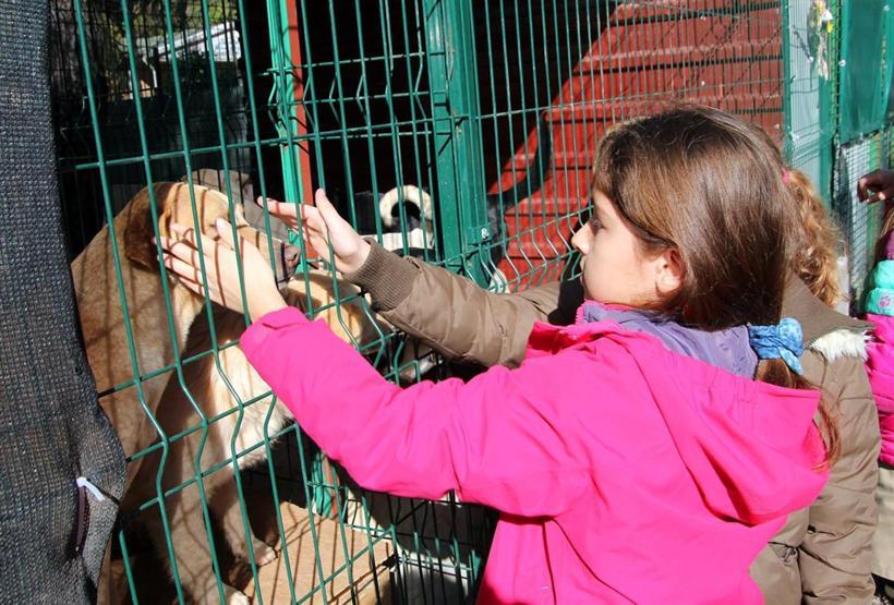 Harçlıklarıyla 1 ton köpek maması aldılar