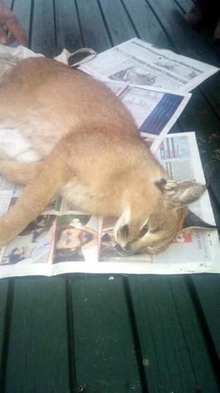 Antalyada kümese giren karakulak yakalandı