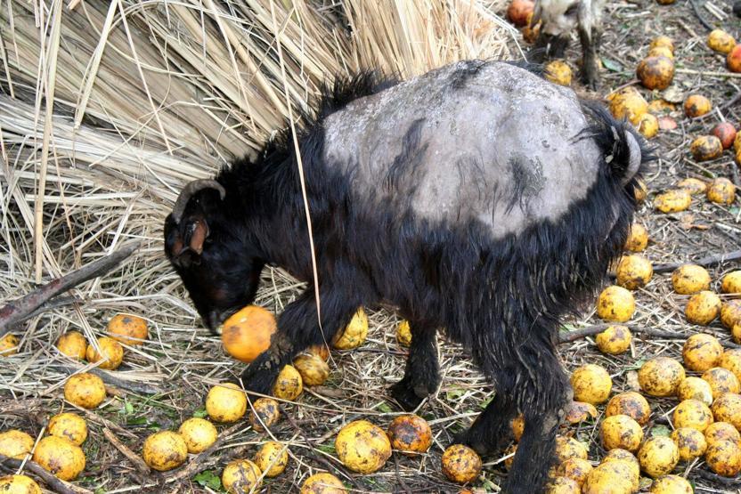Hayvanları içler acısı halde bulunan besici: Strese girdiler