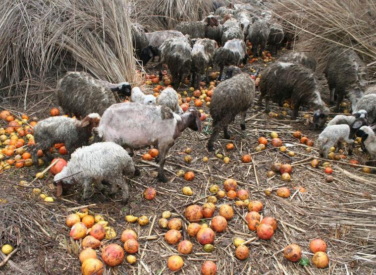 Hayvanları içler acısı halde bulunan besici: Strese girdiler