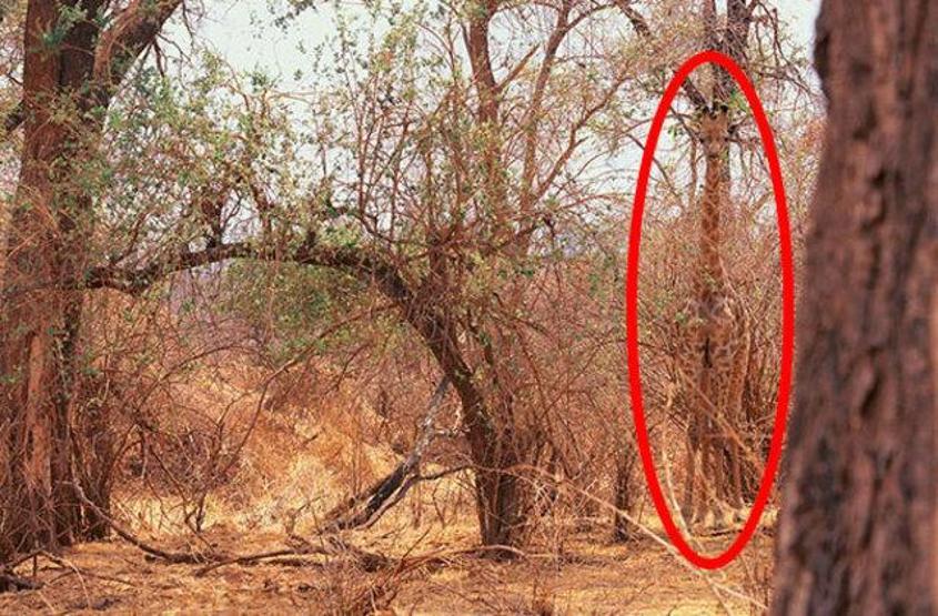 İşte ilk bakışta ayrıntıları anlaşılmayan fotoğraflar