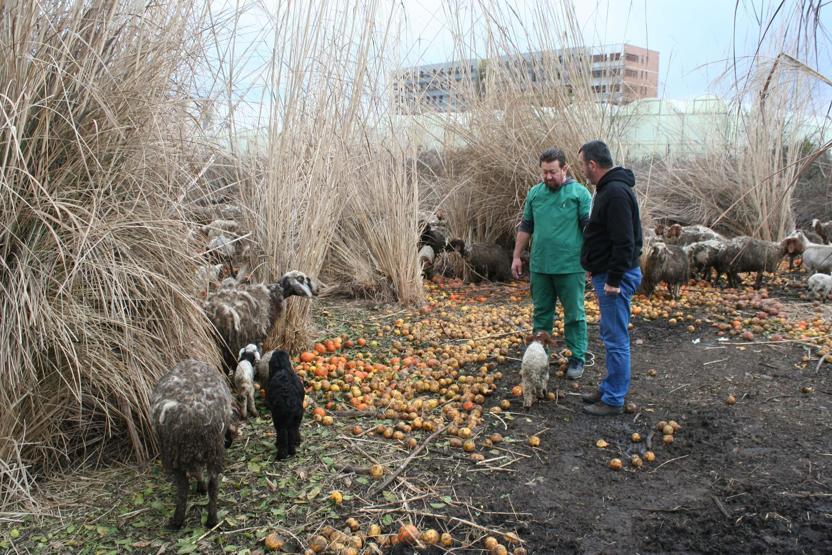 Koyunların içler acısı halinin nedeni ortaya çıktı