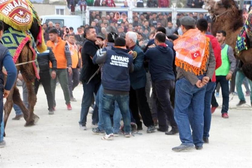 Develer sahada güreşti, sahipleri dışarıda kavga etti