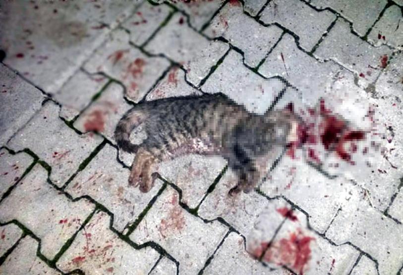 Tekirdağda vahşet: Kedi ve köpekleri öldürdüler