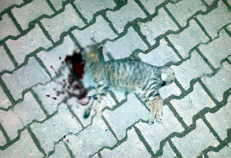 Tekirdağda vahşet: Kedi ve köpekleri öldürdüler