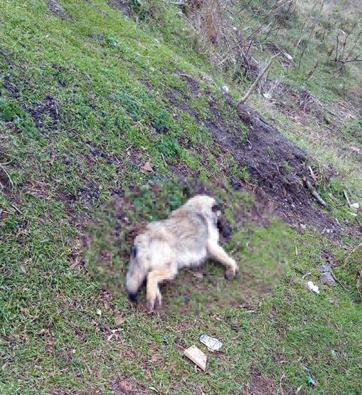 Tekirdağda vahşet: Kedi ve köpekleri öldürdüler