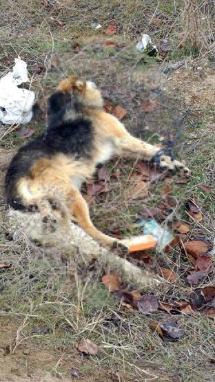 Tekirdağda vahşet: Kedi ve köpekleri öldürdüler