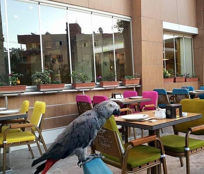 Mardinde 4 dilde hoşgeldin diyen papağan aranıyor