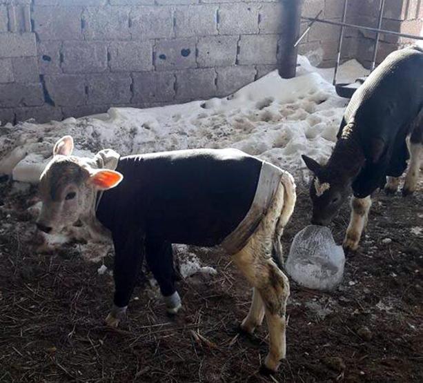 Hayvanlarına eski kıyafetlerini giydiriyor