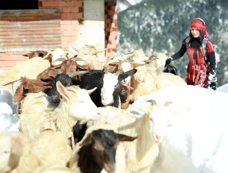 Keçiyi sırtlayan küçük kız o anı anlattı