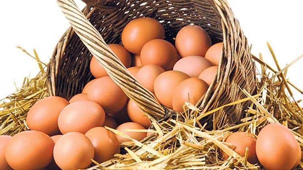Gezen tavuk yumurtasında büyük aldatmaca