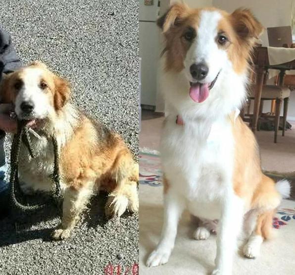 Köpeklerin sahiplenilmeden önce ve sonraki halleri