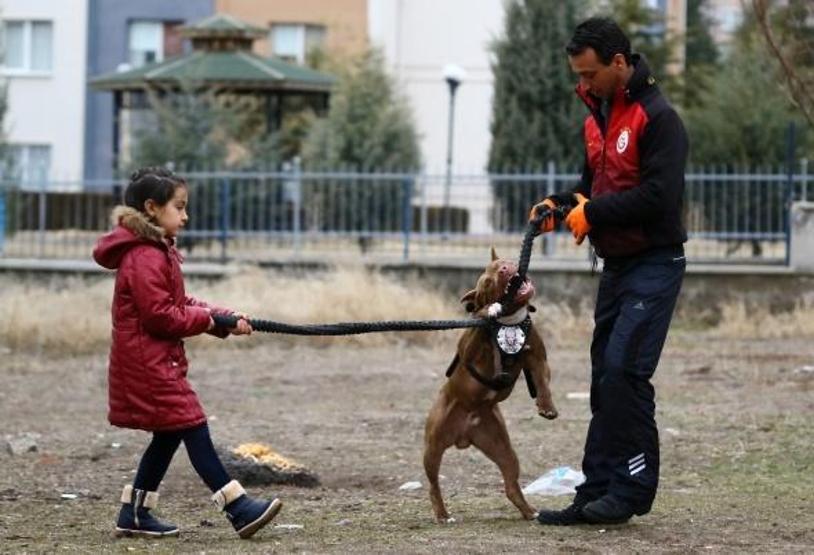 Pitbulla ninni söyleyen kız
