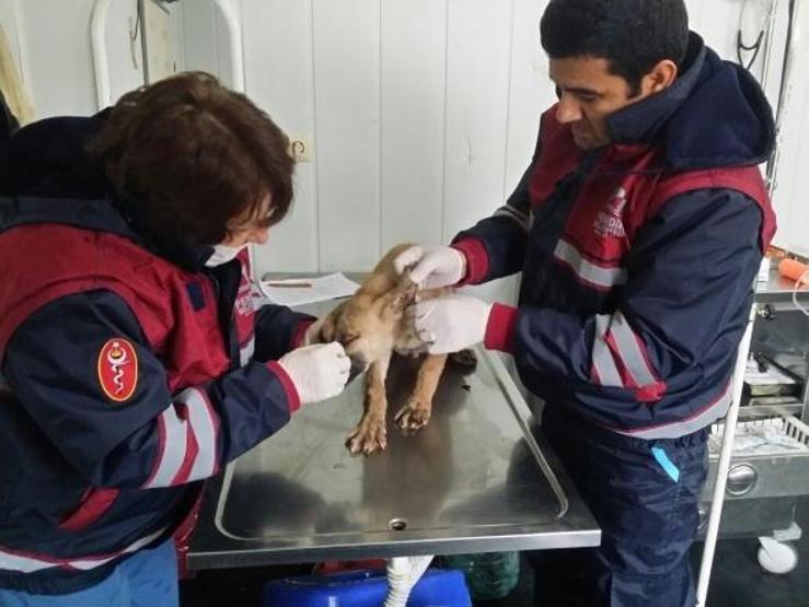 Zift çukurundan kurtarıldı