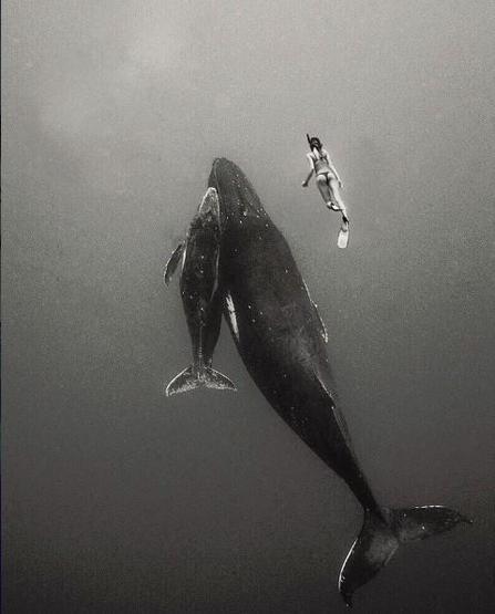 22 yaşında dünyayı dolaşıp deniz canlılarıyla fotoğraf çektiriyor