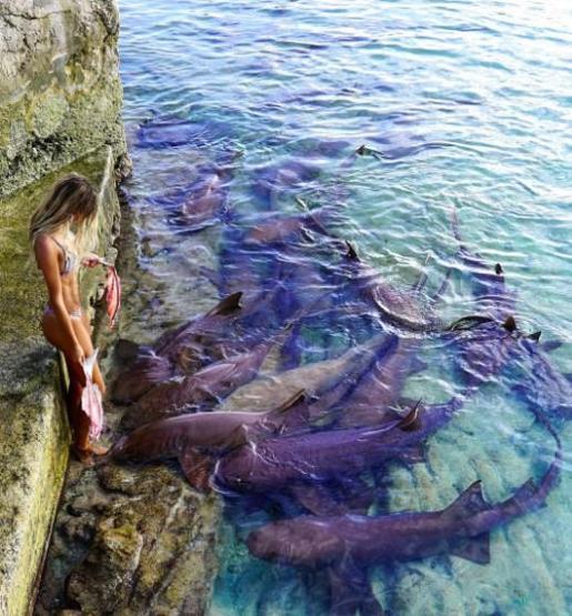 22 yaşında dünyayı dolaşıp deniz canlılarıyla fotoğraf çektiriyor