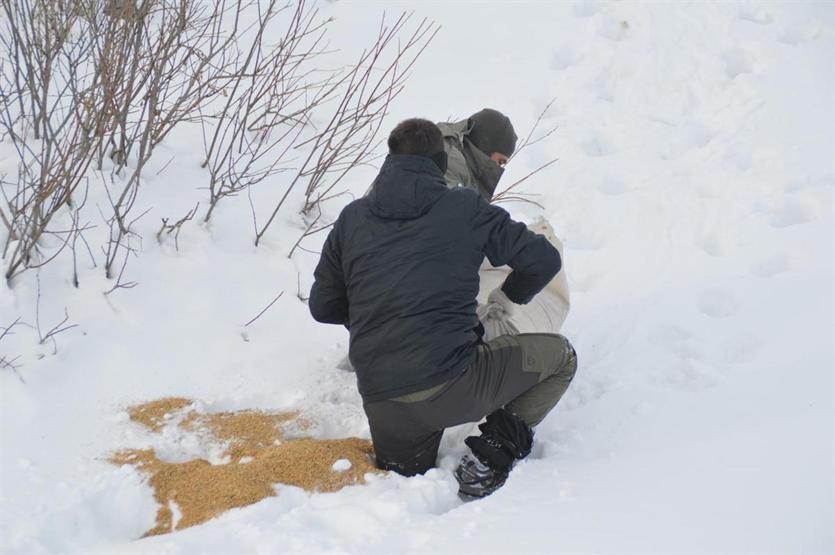 Kurtlar saldırmasın diye doğaya yem bıraktılar