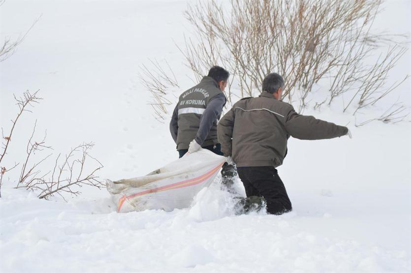 Kurtlar saldırmasın diye doğaya yem bıraktılar
