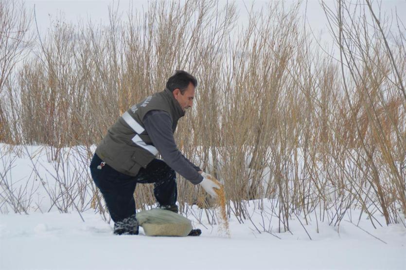 Kurtlar saldırmasın diye doğaya yem bıraktılar