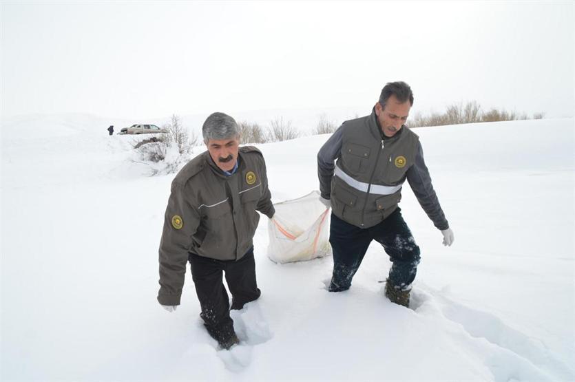 Kurtlar saldırmasın diye doğaya yem bıraktılar