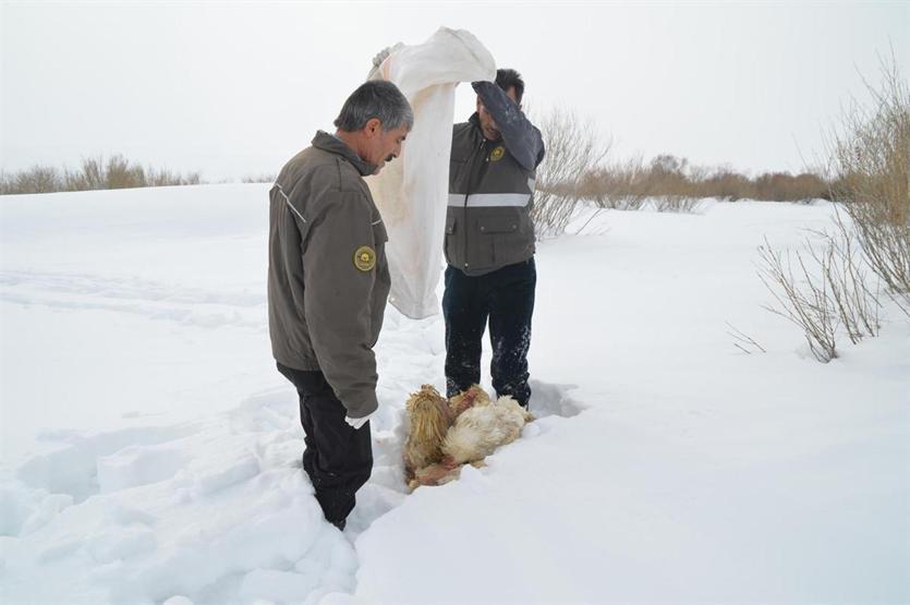 Kurtlar saldırmasın diye doğaya yem bıraktılar