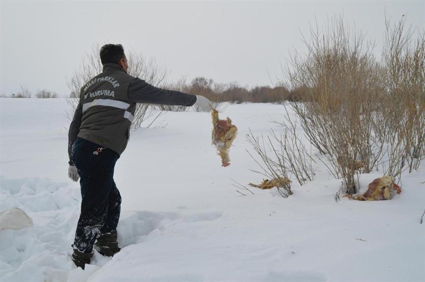 Kurtlar saldırmasın diye doğaya yem bıraktılar