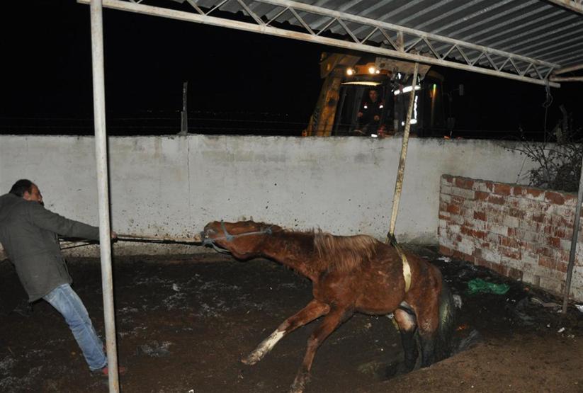 Yarış atı foseptik çukuruna düştü
