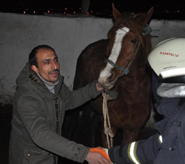 Yarış atı foseptik çukuruna düştü