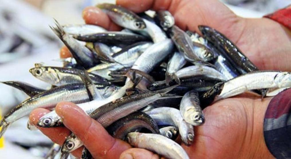 Tezgahlar mezgitle canlanacak