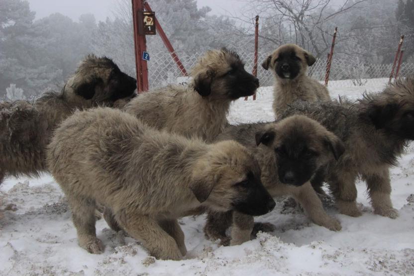 Yavru köpekler birbirine sarılarak dondu