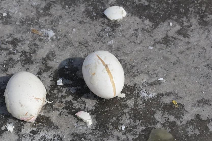 Yumurta deneyini bu kez Ağrıda tersten yaptılar