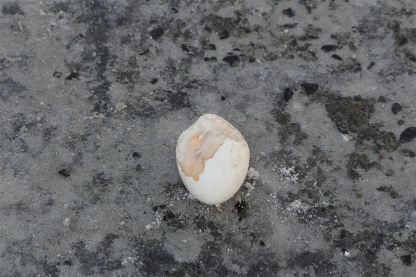Yumurta deneyini bu kez Ağrıda tersten yaptılar