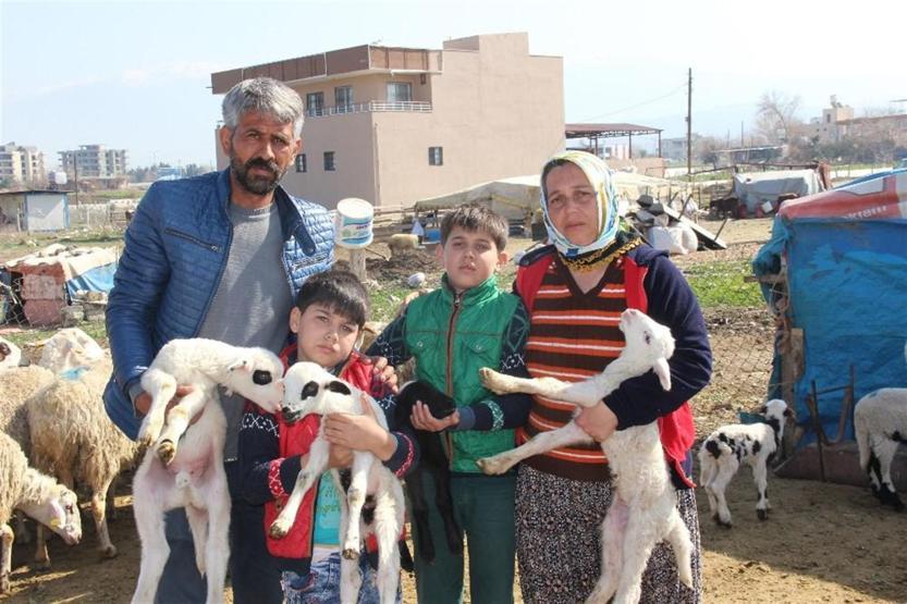 Sürü sahibiyken çoban oldular: 5 TIR dolusu koyunu kaptırdılar