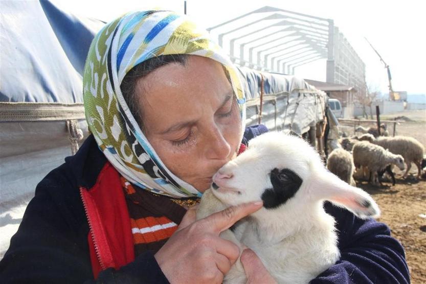 Sürü sahibiyken çoban oldular: 5 TIR dolusu koyunu kaptırdılar