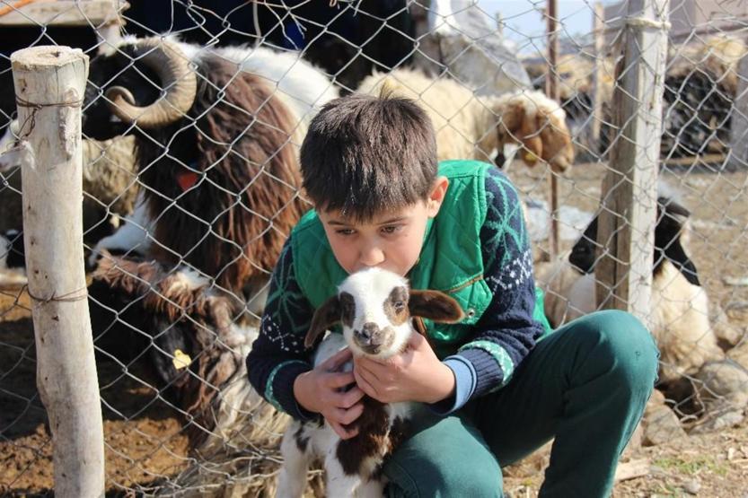 Sürü sahibiyken çoban oldular: 5 TIR dolusu koyunu kaptırdılar