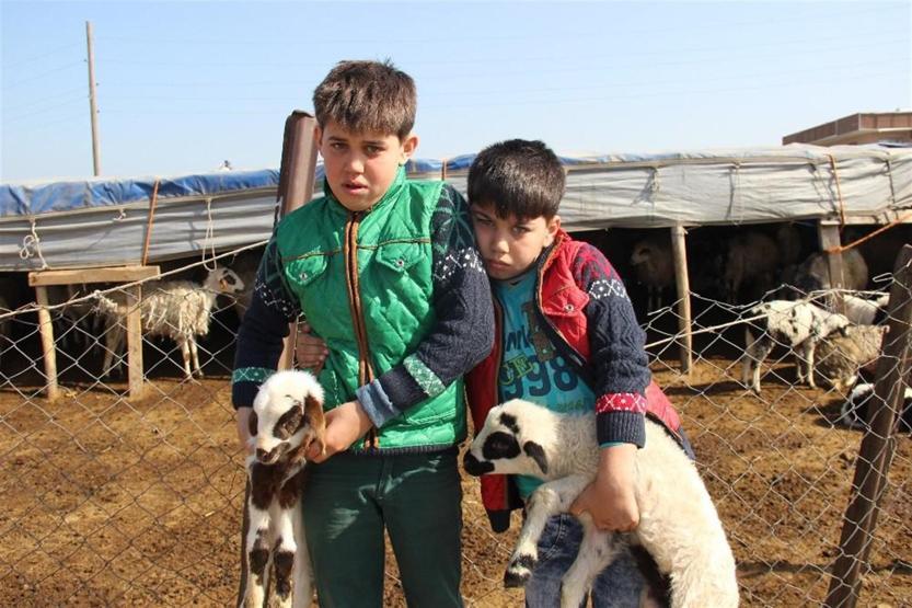Sürü sahibiyken çoban oldular: 5 TIR dolusu koyunu kaptırdılar