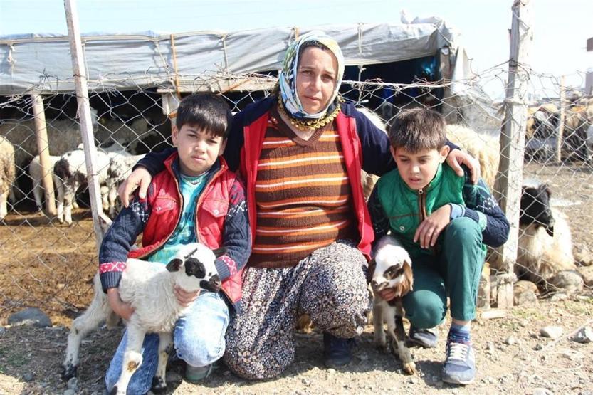 Sürü sahibiyken çoban oldular: 5 TIR dolusu koyunu kaptırdılar
