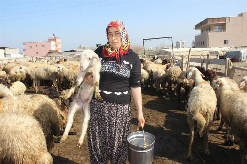 Sürü sahibiyken çoban oldular: 5 TIR dolusu koyunu kaptırdılar