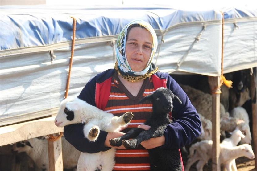 Sürü sahibiyken çoban oldular: 5 TIR dolusu koyunu kaptırdılar