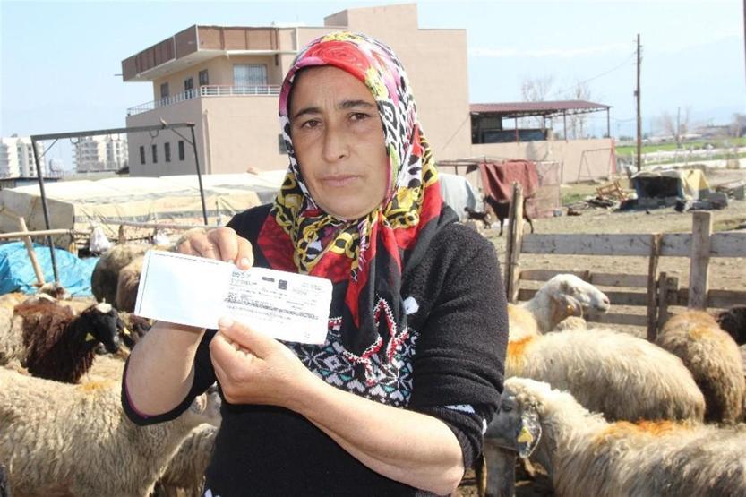 Sürü sahibiyken çoban oldular: 5 TIR dolusu koyunu kaptırdılar