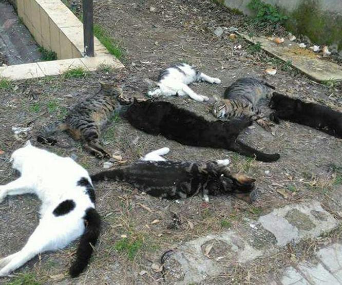 Antalyada kedi katliamı