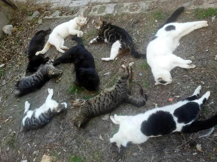 Antalyada kedi katliamı