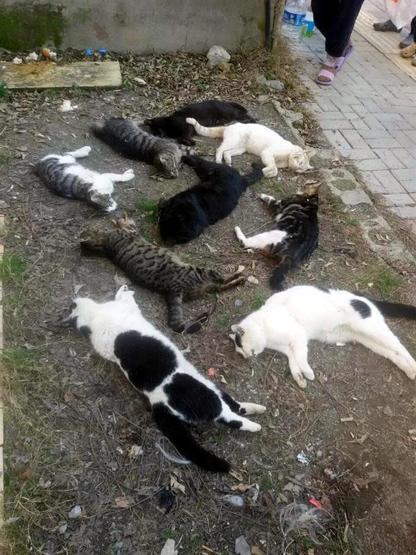 Antalyada kedi katliamı