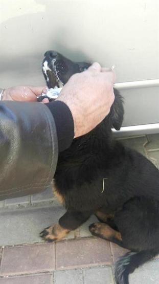 Antalyada kedi katliamı