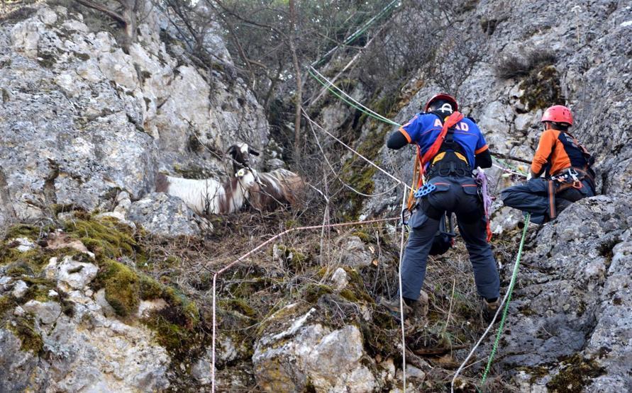 Kayalıklarda mahsur kalan keçileri 4 gün sonra AFAD kurtardı